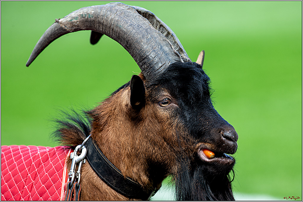 1.Bundesliga; Koeln vs. Moenchengladbach; 14.09.2019