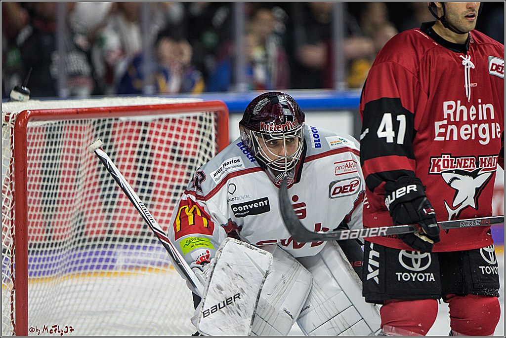 DEL, Koelner Haie - Fishtown Pinguins Bremerhaven, 08.09.2017