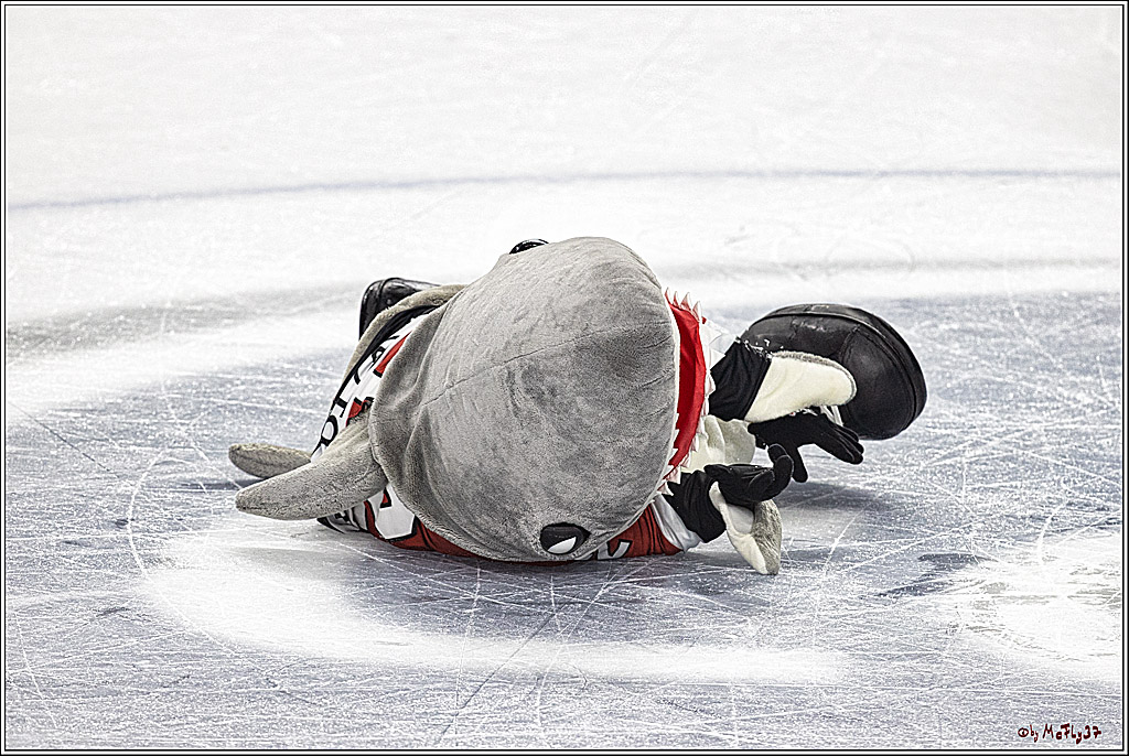 PENNY DEL 1. Koelner Haie - ERC Ingolstadt; Koeln, 17.09.2023