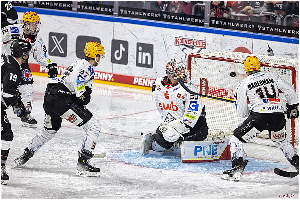 PENNY DEL 1. Koelner Haie - Fischtown Pinguins Bremerhaven; Koeln, 01.11.2023