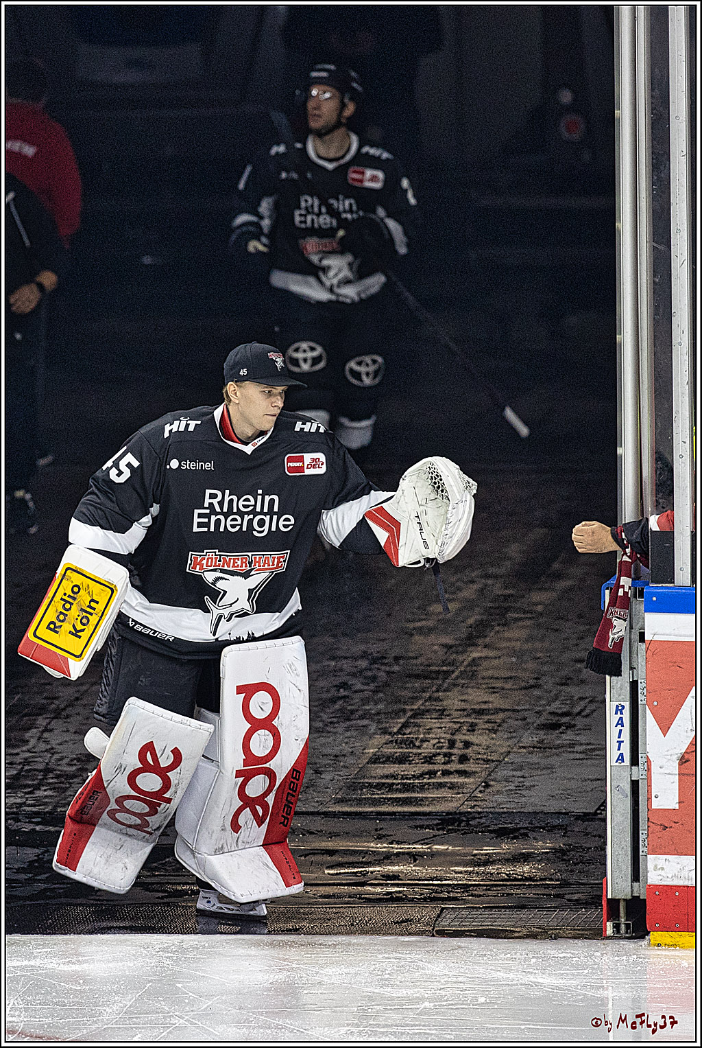 PENNY DEL 1. Koelner Haie - Fischtown Pinguins Bremerhaven; Koeln, 01.11.2023