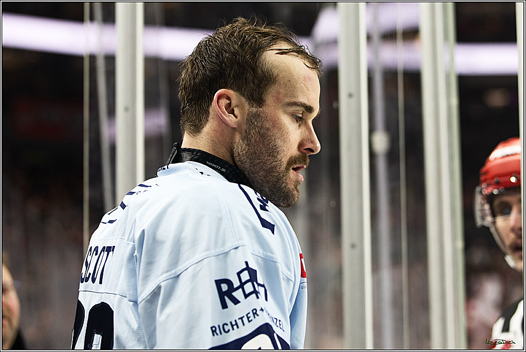 PENNY DEL; Koelner Haie-Straubing Tigers; Koeln, 24.11.2023