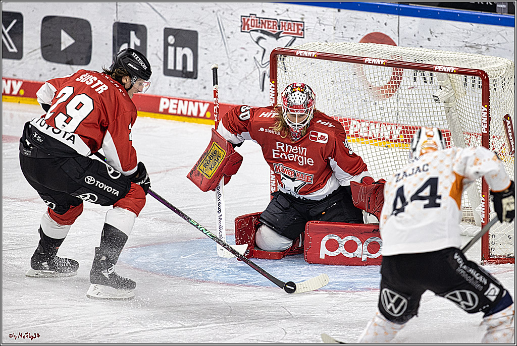 PENNY DEL 1. Koelner Haie - Grizzlys Wolfsburg; Koeln, 28.11.2023