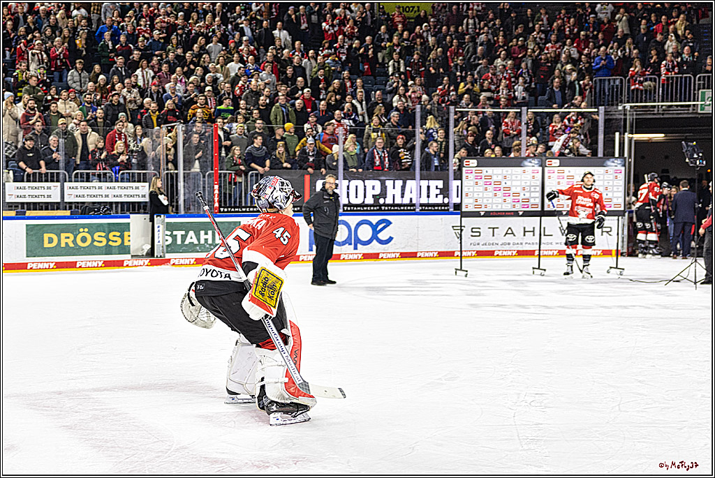PENNY DEL 1. Koelner Haie - Straubing Tigers; Koeln, 15.12.2023