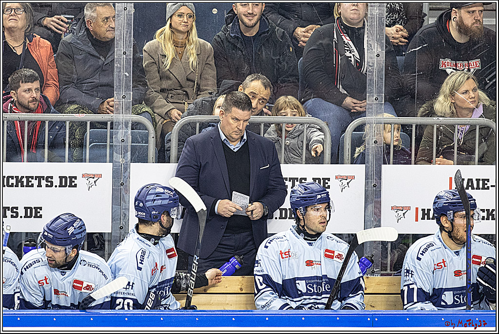 PENNY DEL 1. Koelner Haie - Straubing Tigers; Koeln, 15.12.2023