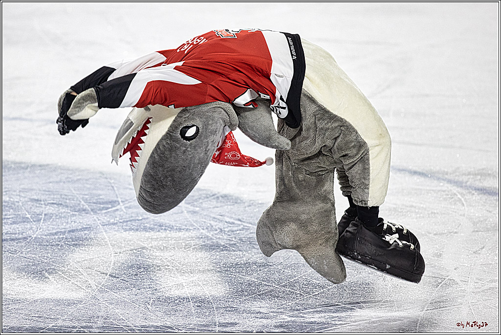 PENNY DEL 1. Kölner Haie - Grizzlys Wolfsburg; Köln, 21.12.2023