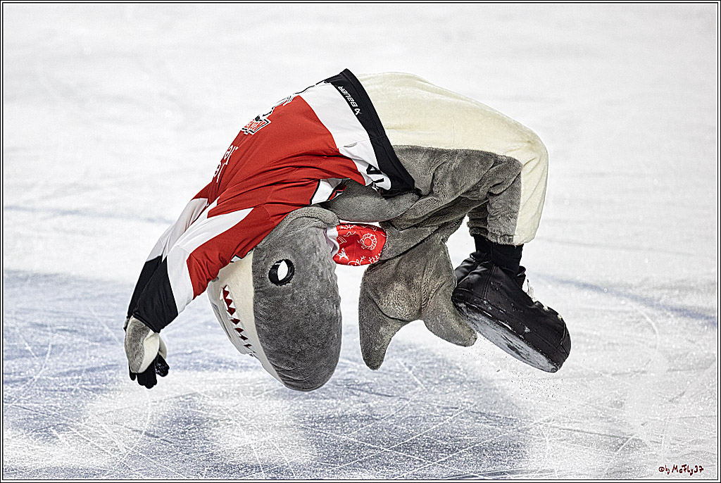 PENNY DEL 1. Kölner Haie - Grizzlys Wolfsburg; Köln, 21.12.2023