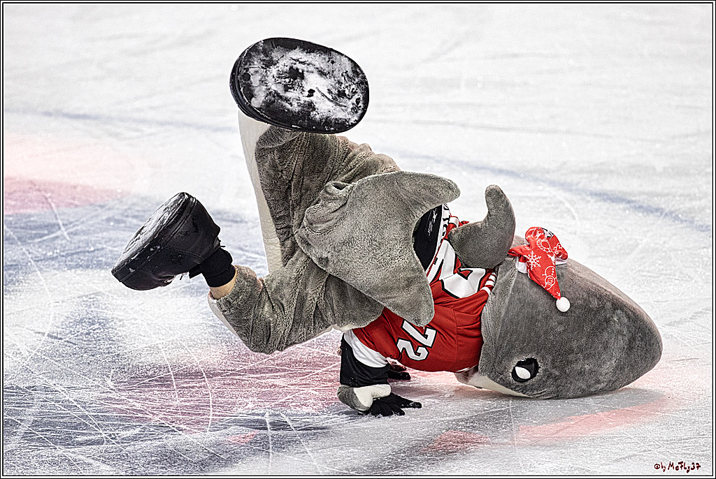 PENNY DEL 1. Kölner Haie - Grizzlys Wolfsburg; Köln, 21.12.2023