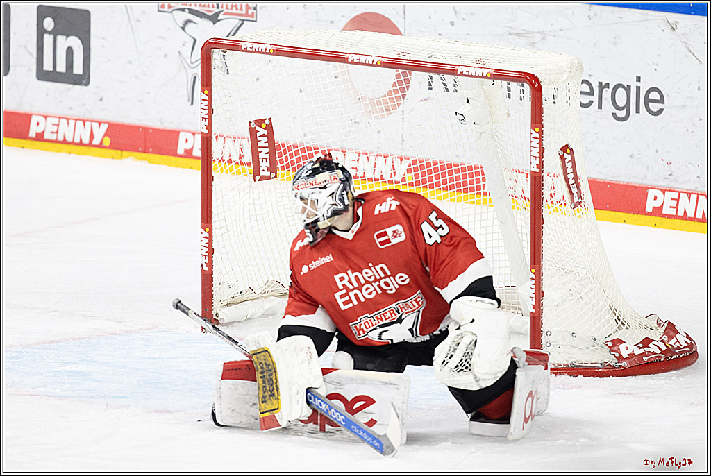 PENNY DEL 1; Kölner Haie - Fischtown Pinguins Bremerhaven; Köln, 30.01.2024