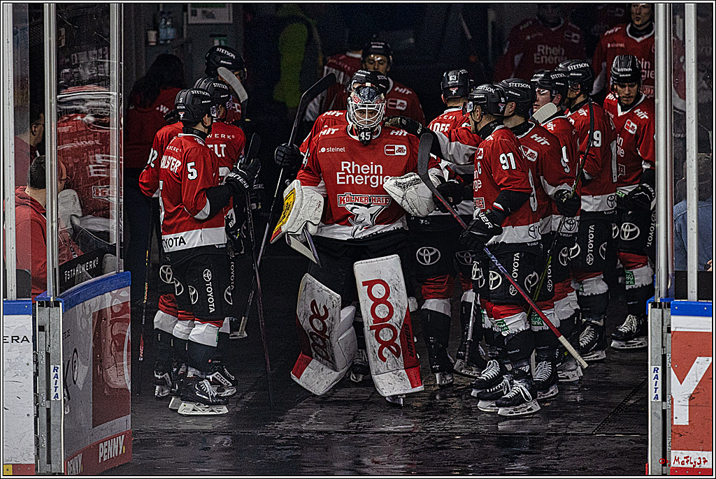 PENNY DEL: Kölner Haie - Eisbären Berlin; Köln, 21.02.2024