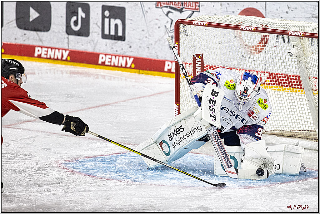PENNY DEL: Kölner Haie - Eisbären Berlin; Köln, 21.02.2024