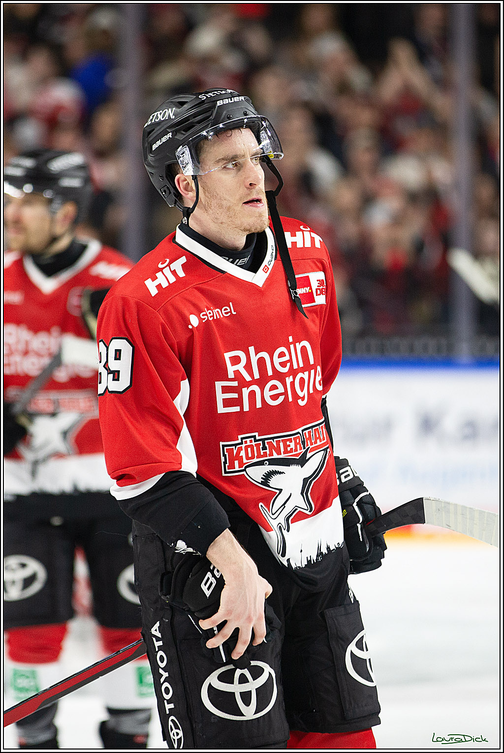PENNY DEL; Koelner Haie-Eisbaeren Berlin; Koeln, 21.02.2024