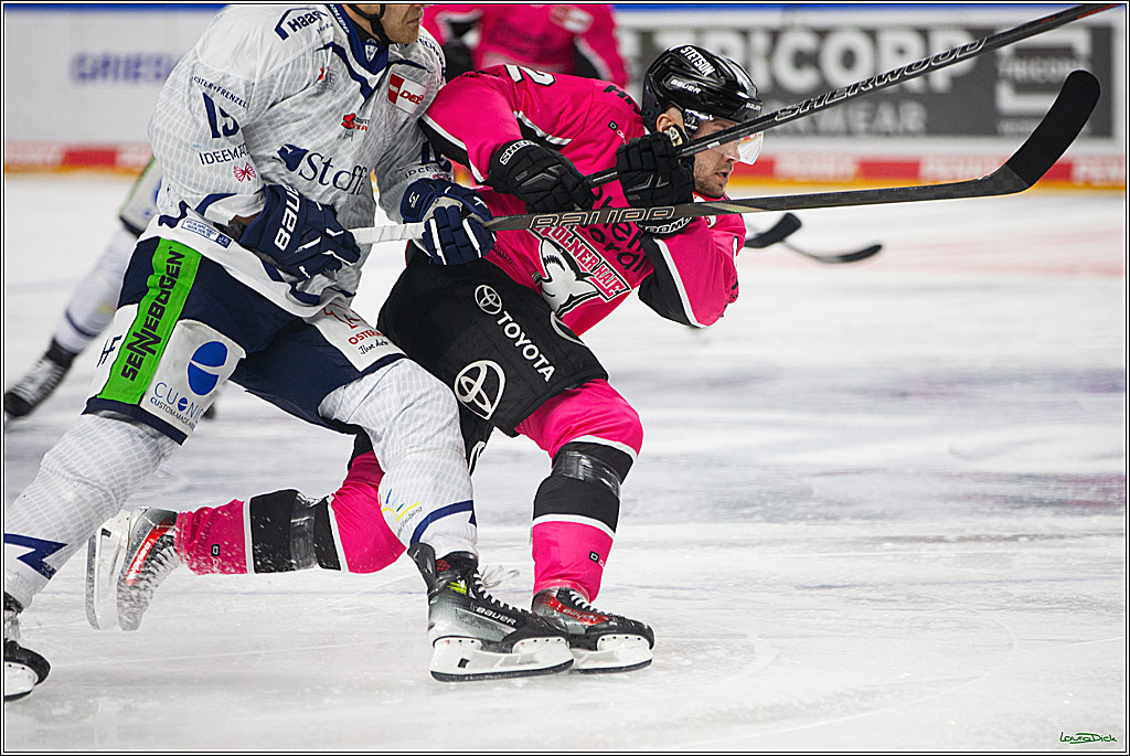 PENNY DEL; Koelner Haie- Staubing Tigers; Koeln, 03.10.2024