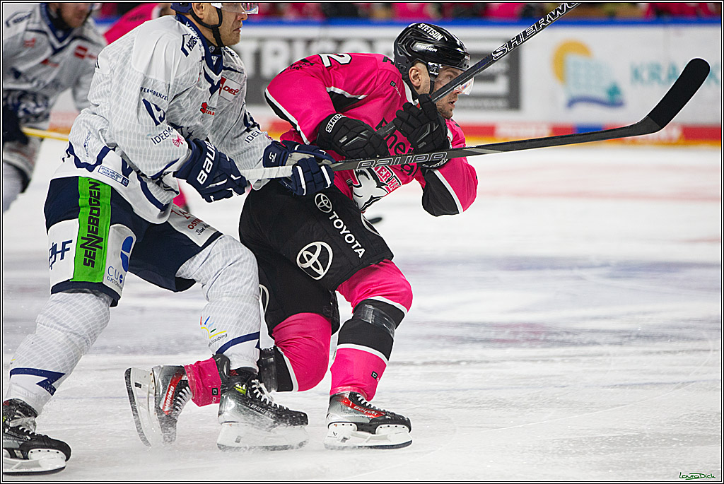 PENNY DEL; Koelner Haie- Staubing Tigers; Koeln, 03.10.2024