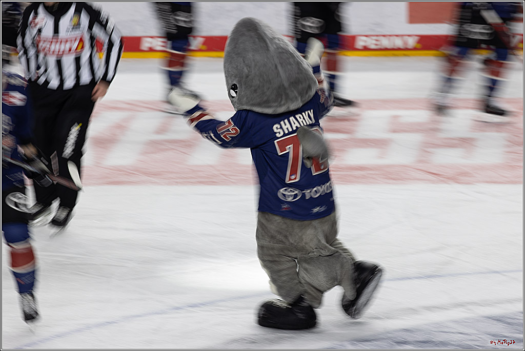 PENNY DEL 1; Kölner Haie - ERC Ingolstadt; Köln, 13.10.2024