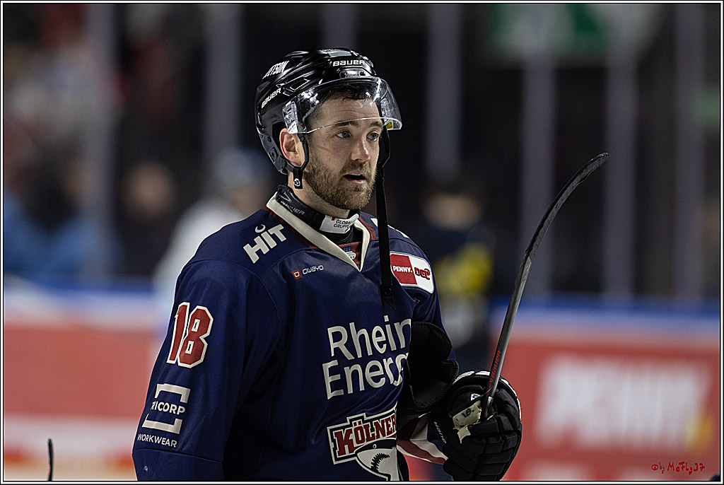 PENNY DEL 1; Kölner Haie - ERC Ingolstadt; Köln, 13.10.2024