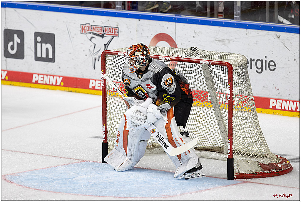 PENNY DEL 1; Kölner Haie - Grizzlys Wolfsburg; Köln, 27.10.2024