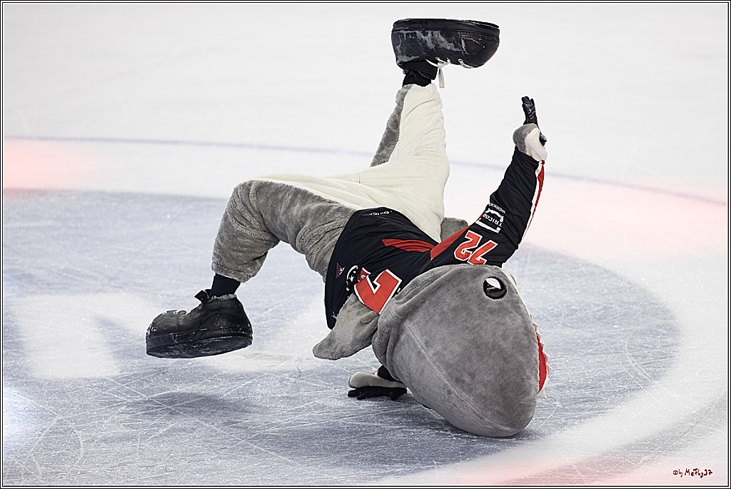 PENNY DEL 1; Kölner Haie - Grizzlys Wolfsburg; Köln, 27.10.2024