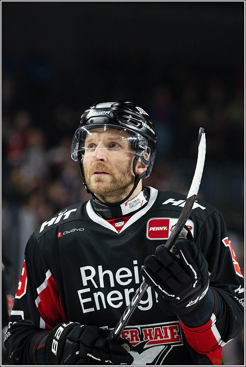 PENNY DEL; Koelner Haie-Pinguine Bremerhaven; Koeln, 15.11.2024