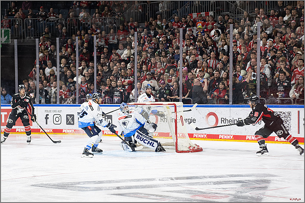 PENNY DEL 1; Kölner Haie - ERC Ingolstadt; Köln, 22.11.2024