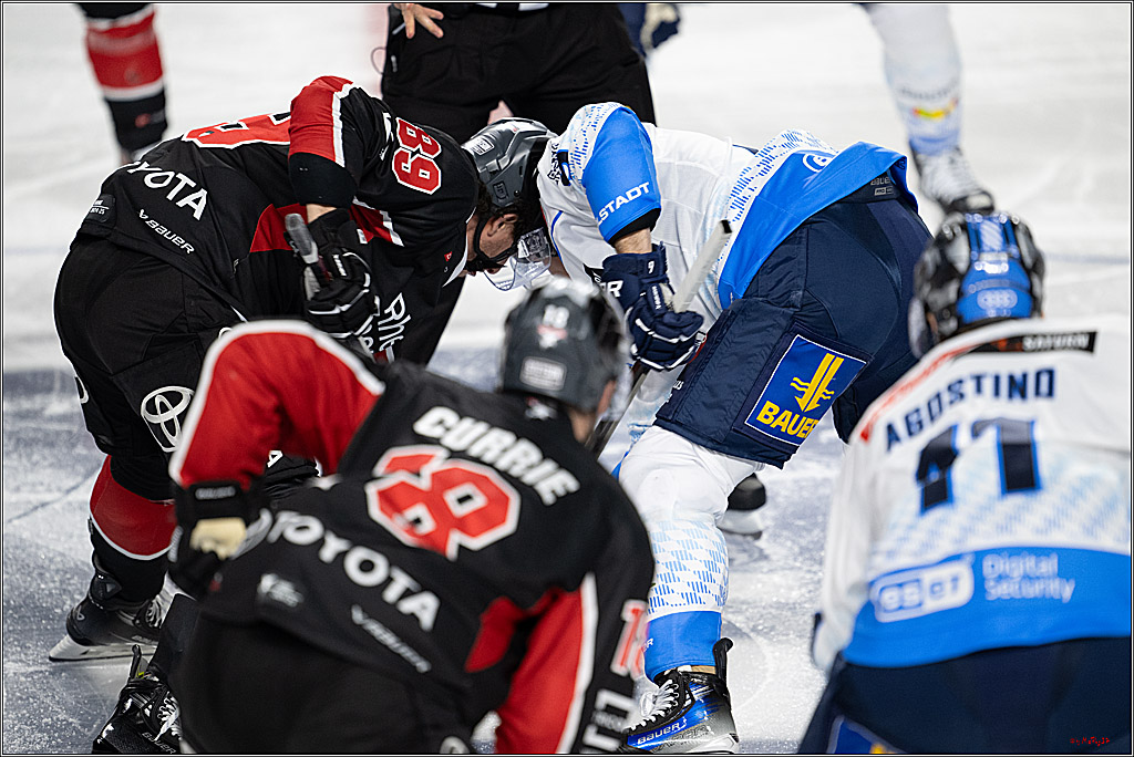 PENNY DEL 1; Kölner Haie - ERC Ingolstadt; Köln, 22.11.2024