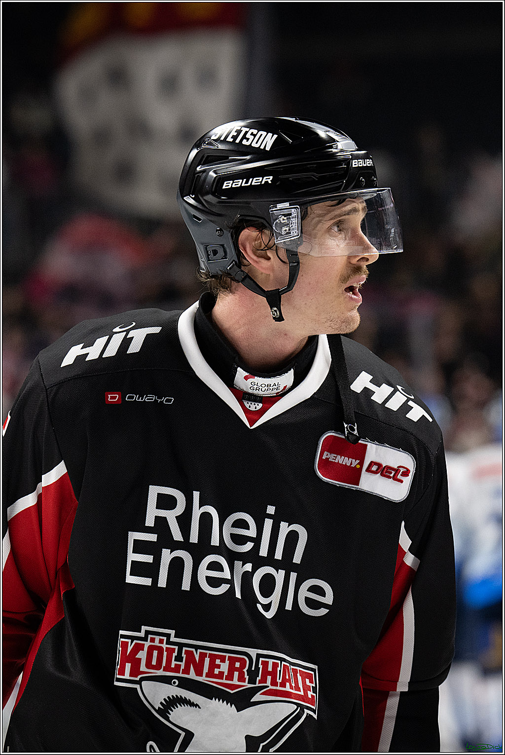 PENNY DEL; Koelner Haie-ERC Ingolstadt; Koeln, 22.11.2024