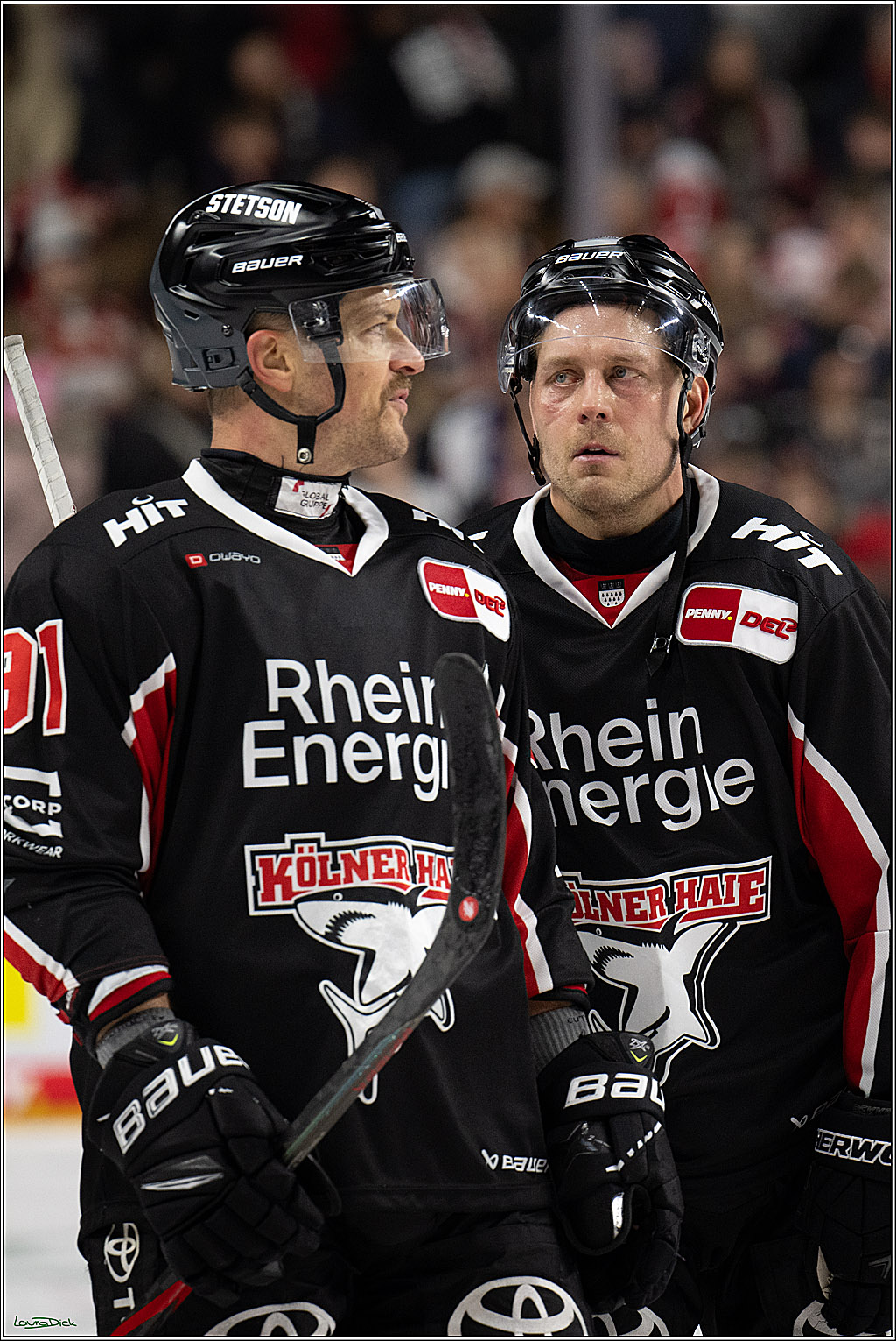 PENNY DEL; Koelner Haie-ERC Ingolstadt; Koeln, 22.11.2024