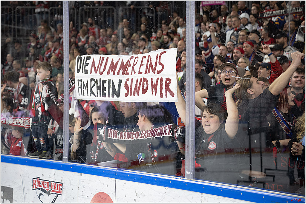 PENNY DEL 1; Kölner Haie - Düsseldorfer EG ; Köln, 24.11.2024