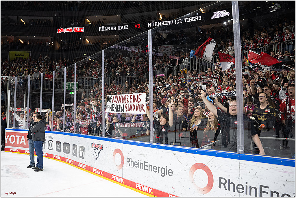 PENNY DEL 1; Kölner Haie - Düsseldorfer EG ; Köln, 24.11.2024