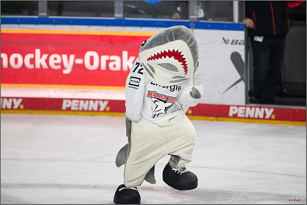 PENNY DEL 1; Kölner Haie - Grizzlys Wolfsburg; Köln, 10.01.2025