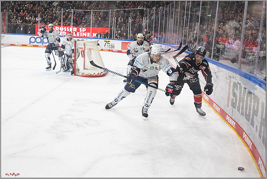 PENNY DEL 1; Kölner Haie - Iserlohn Roosters; Köln, 19.01.2025
