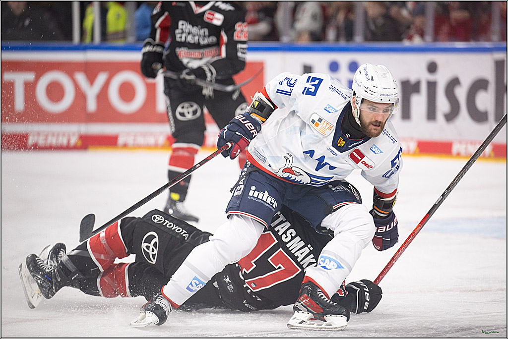PENNY DEL; Koelner Haie-Adler Mannheim; Koeln, 02.02.2025