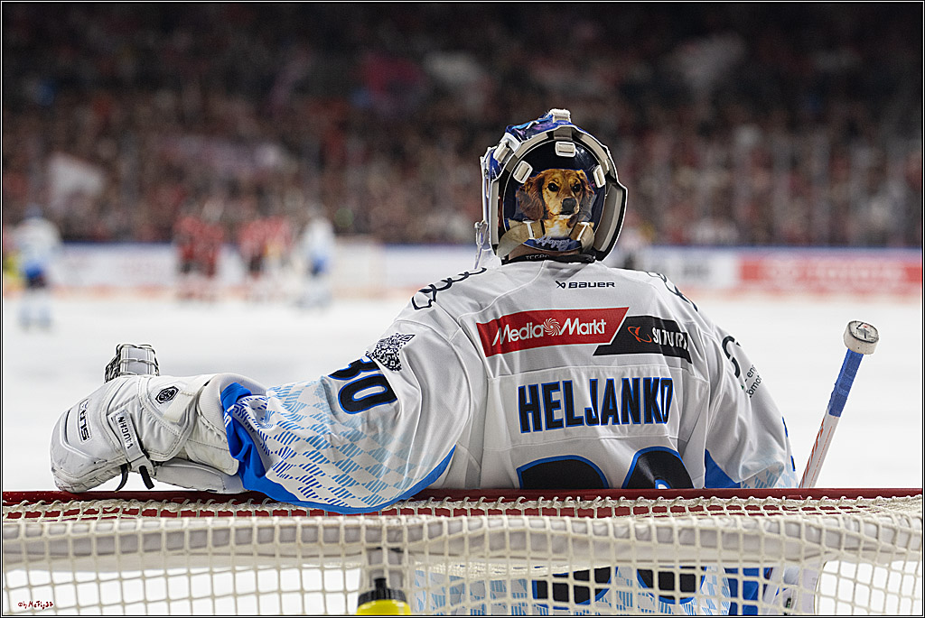 PENNY DEL 1 - Playoff Halbfinale; Kölner Haie - ERC Ingolstadt; Köln, 04.04.2025