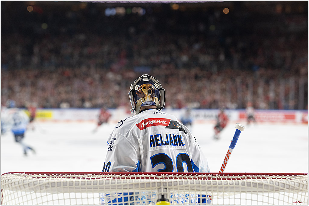 PENNY DEL 1 - Playoff Halbfinale; Kölner Haie - ERC Ingolstadt; Köln, 09.04.2025