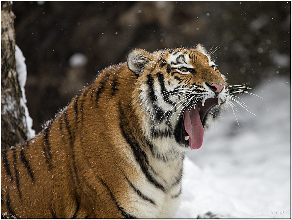 02 DICK0038