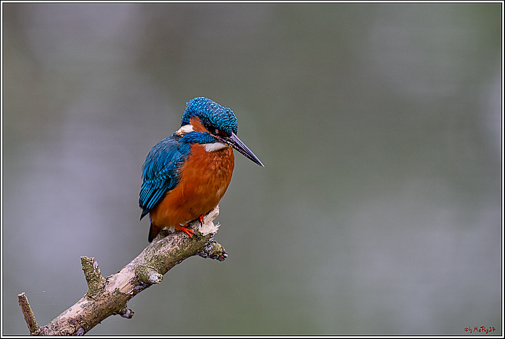 Eisvogel, Portrait, Wildlife