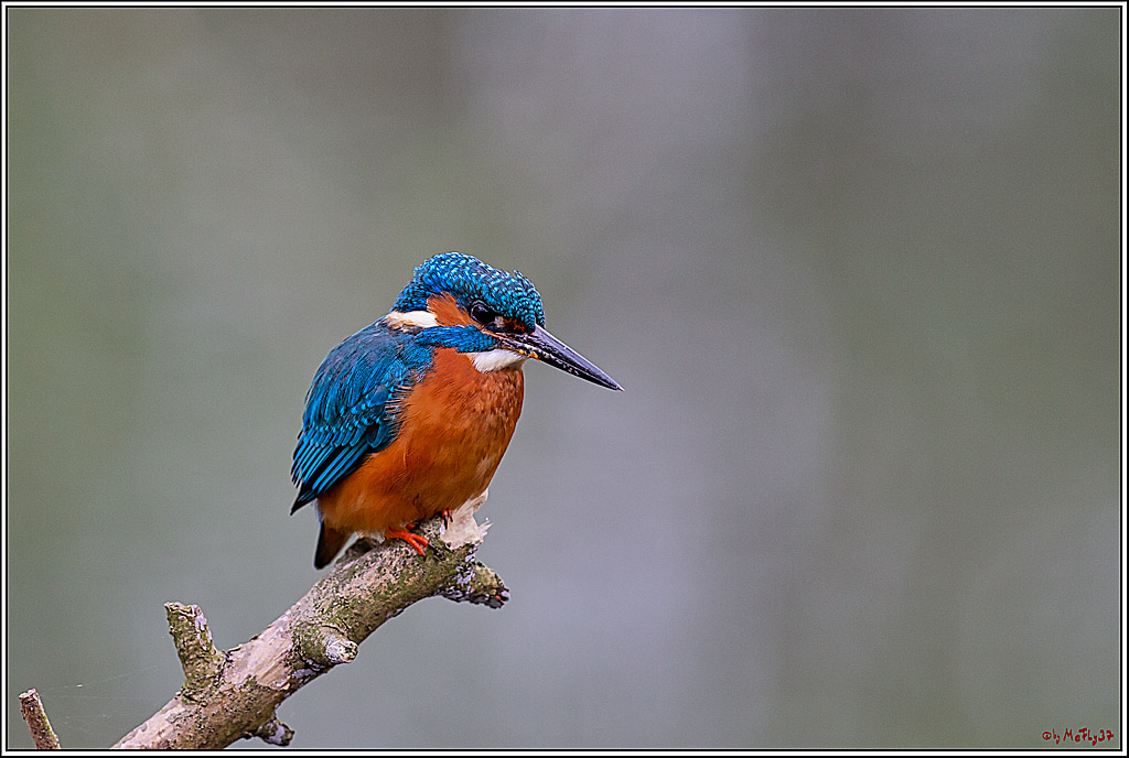 Eisvogel, Portrait, Wildlife