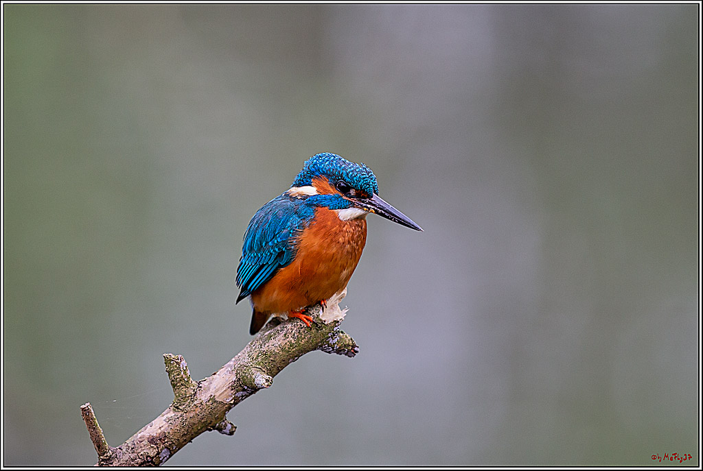 Eisvogel, Portrait, Wildlife