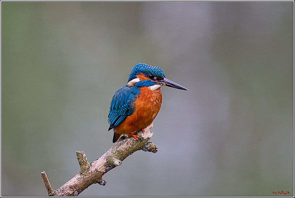 Eisvogel, Portrait, Wildlife