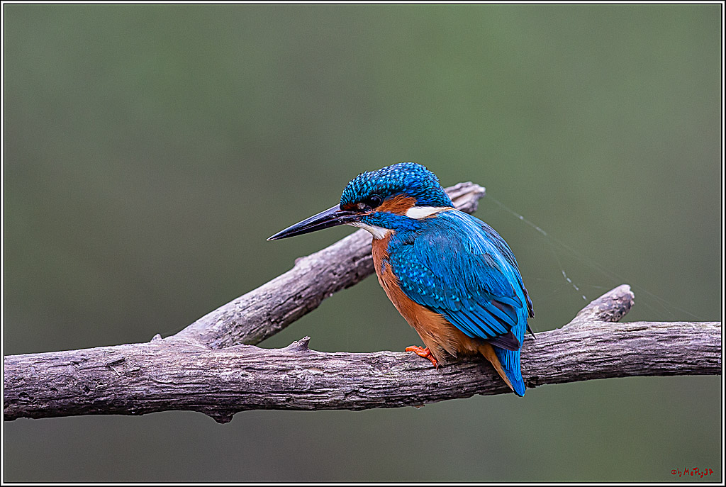 Eisvogel, Portrait, Wildlife