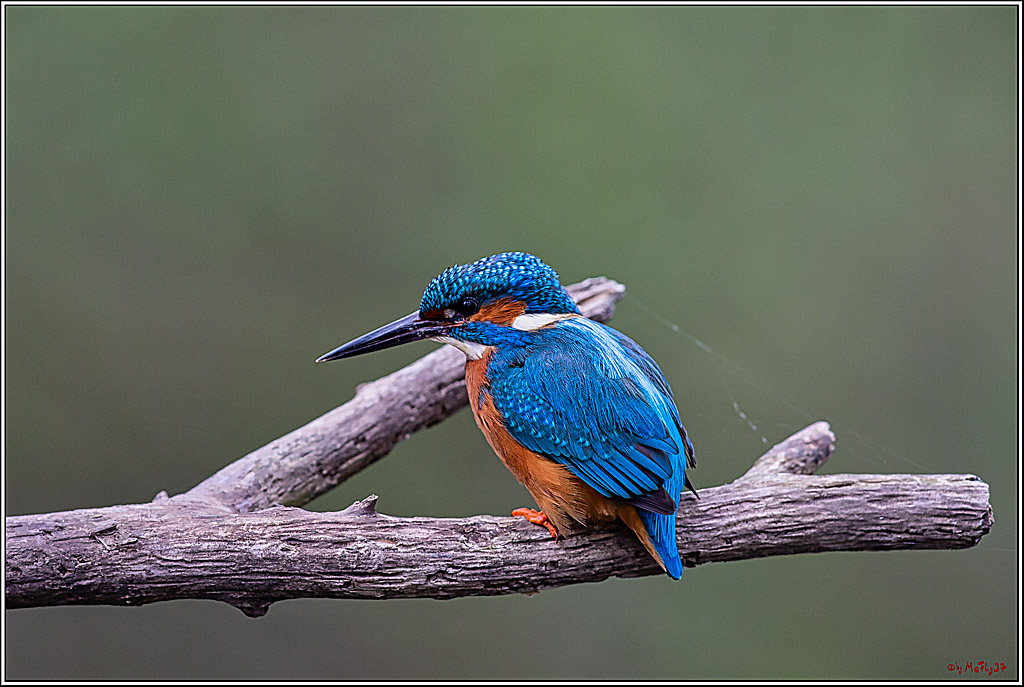 Eisvogel, Portrait, Wildlife