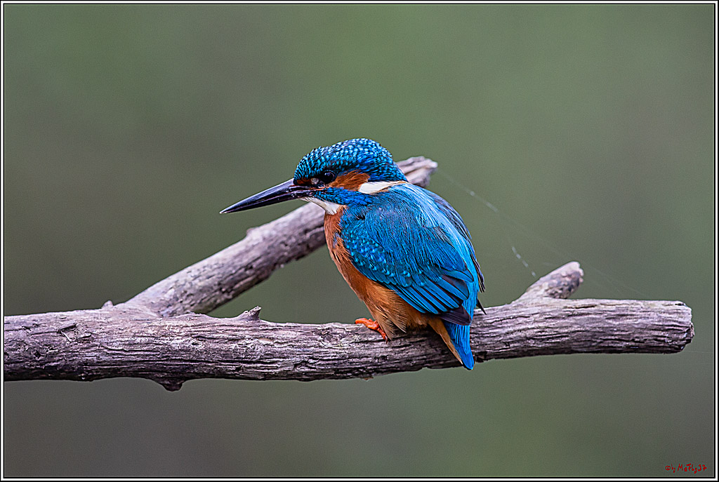 Eisvogel, Portrait, Wildlife