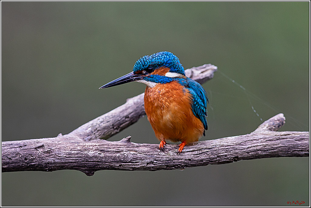 Eisvogel, Portrait, Wildlife
