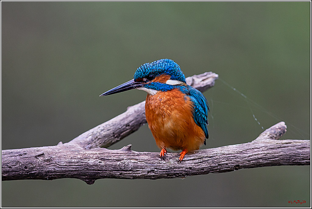 Eisvogel, Portrait, Wildlife