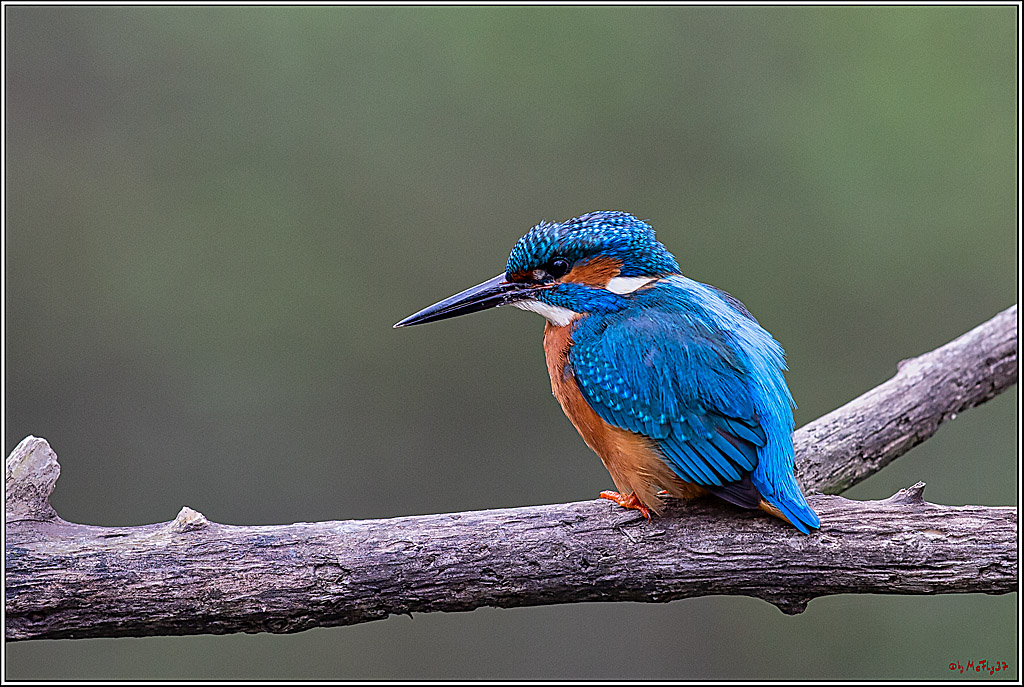 Eisvogel, Portrait, Wildlife