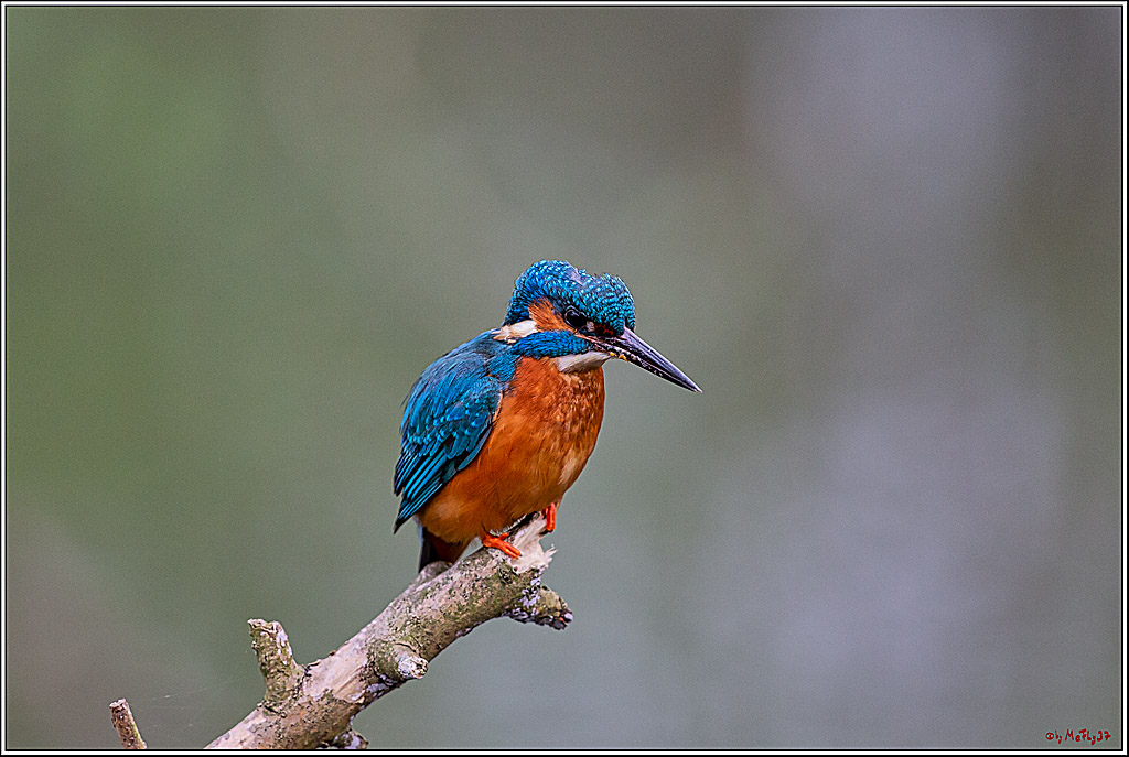 Eisvogel, Portrait, Wildlife