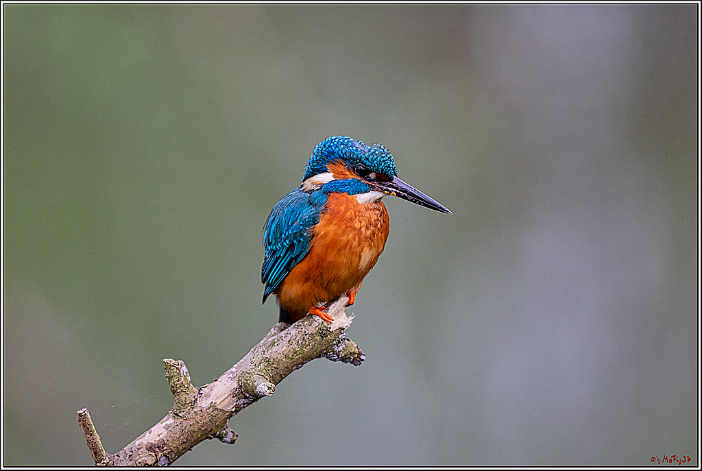 Eisvogel, Portrait, Wildlife
