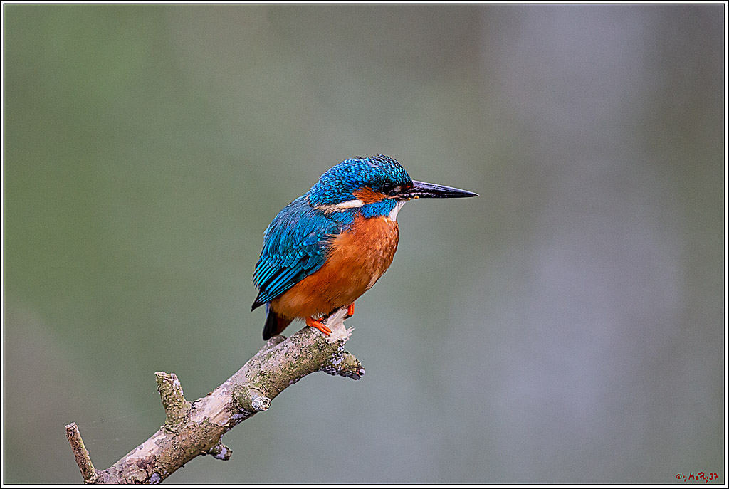 Eisvogel, Portrait, Wildlife