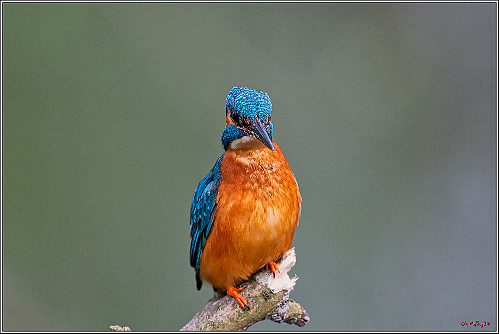 Eisvogel, Portrait, Wildlife
