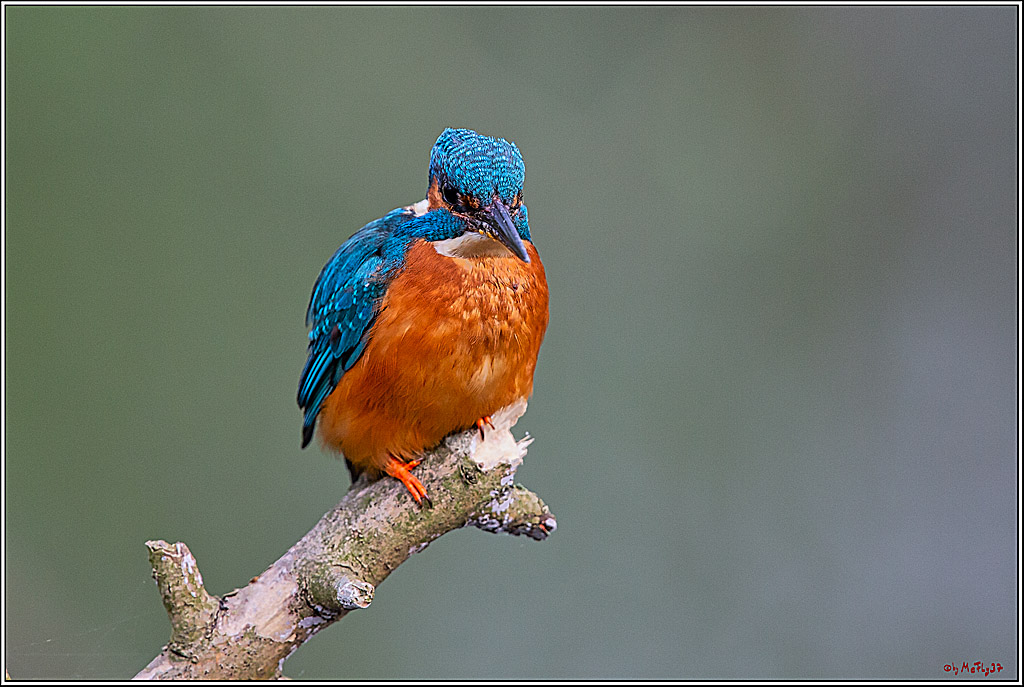 Eisvogel, Portrait, Wildlife
